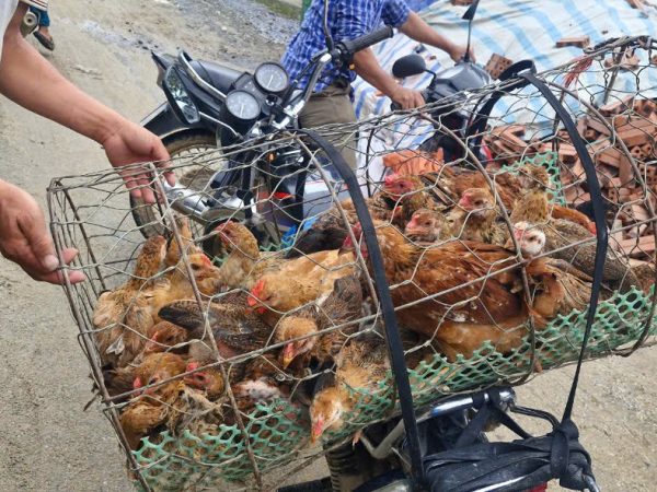 Gà giống đã được trao tận tay tới các hộ gia đình tại Hà Giang sau thành công chuỗi sự kiện gây quỹ Robin Food